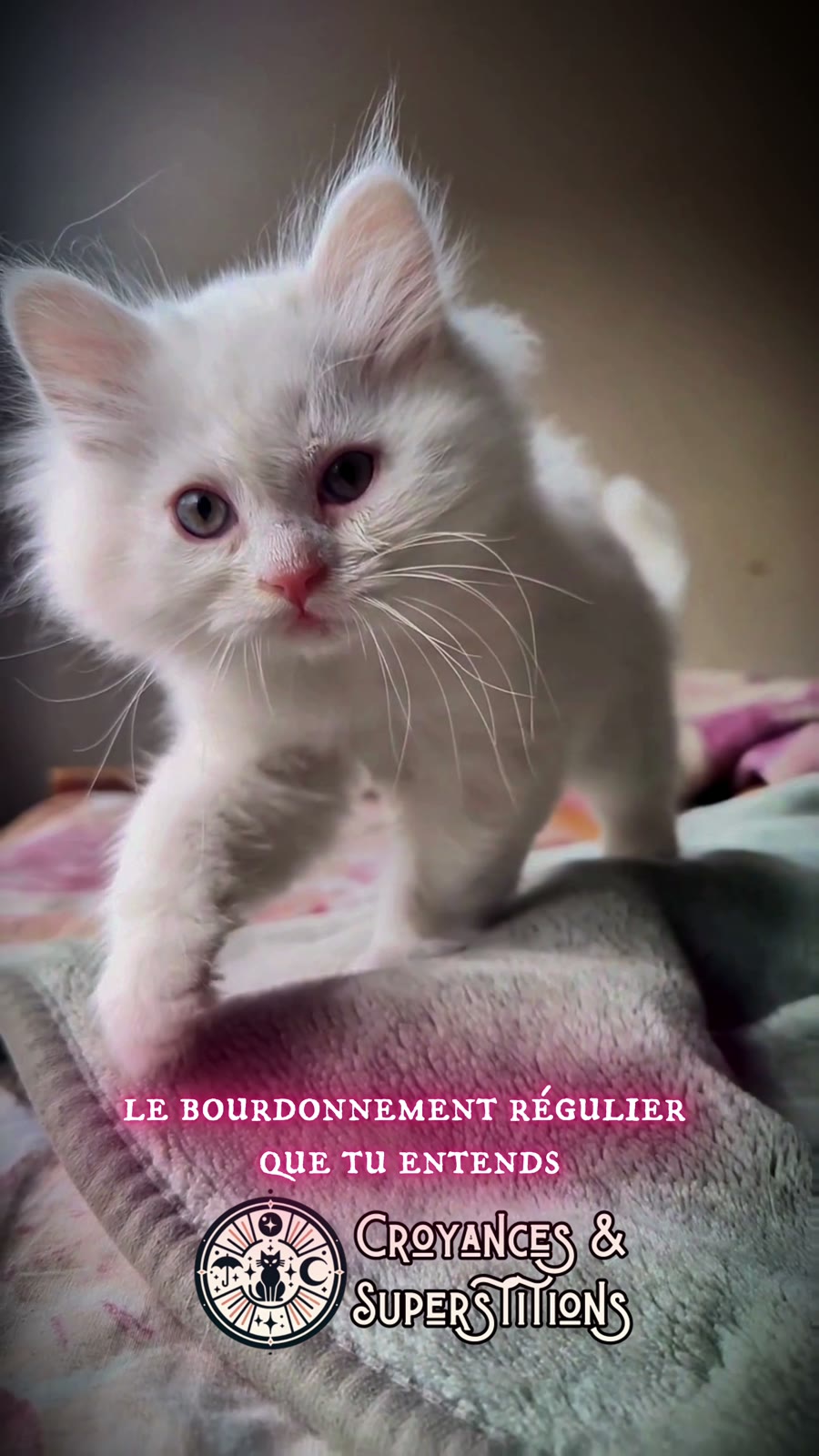 Un chat blanc au regard attentif